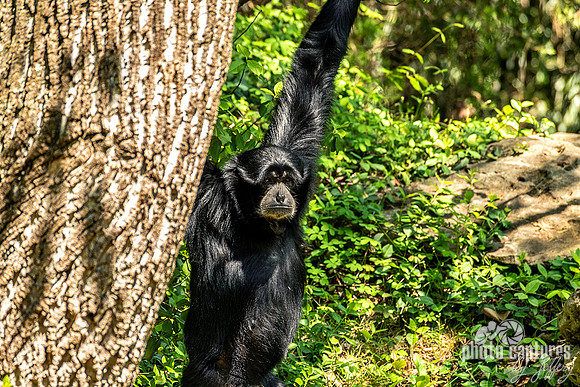 Siamang Gibbon Hanging Looking