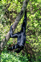 Siamang Gibbon Hanging on A Large Tree Limb