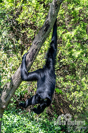 Siamang Gibbon Hanging on A Large Tree Limb