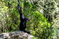 Siamang Gibbon Side View Hands Arms Up