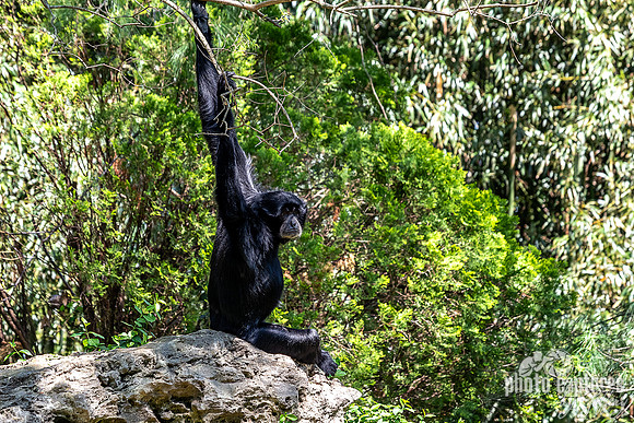 Siamang Gibbon Side View Hands Arms Up