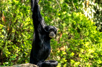 Siamang Gibbon Side View Looking