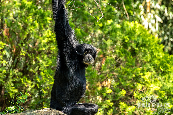 Siamang Gibbon Side View Looking