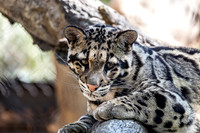 Big Paw on Clouded Leopard Cub
