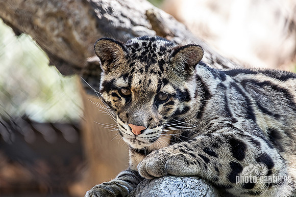 Big Paw on Clouded Leopard Cub