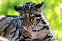 Clouded Leopard Cub Looking Down