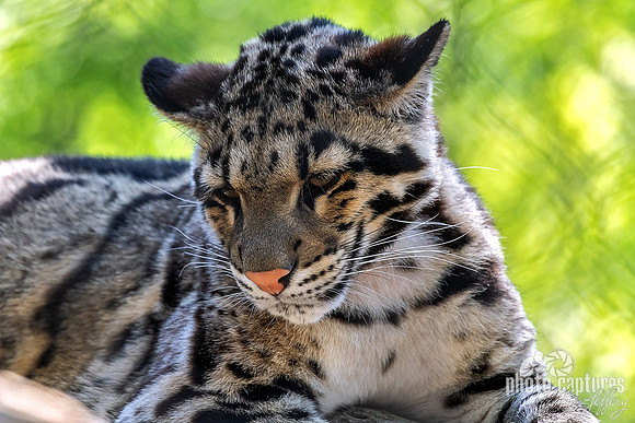 Clouded Leopard Cub Looking Down