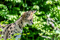 Xander a Serval Leptailurus