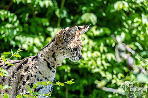 Xander a Serval Leptailurus