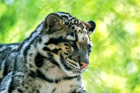 Clouded Leopard Cub Looking To The Side
