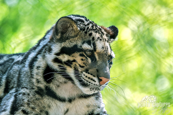 Clouded Leopard Cub Looking To The Side