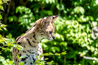 Alexander Xander Hamilton a Serval Leptailurus