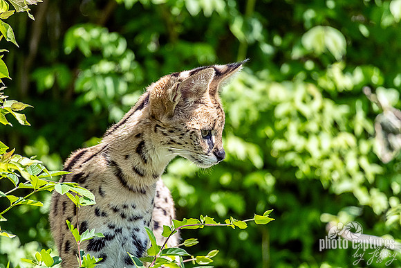Alexander Xander Hamilton a Serval Leptailurus