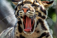 Clouded Leopard Cub Yawning