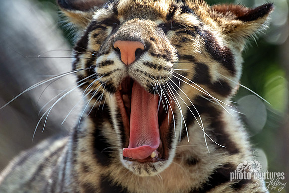 Clouded Leopard Cub Yawning