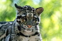 Eyes Ahead Clouded Leopard Cub