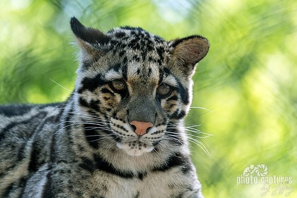 Eyes Ahead Clouded Leopard Cub