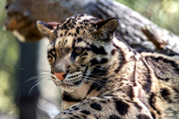 Head and Shoulders Clouded Leopard Cub