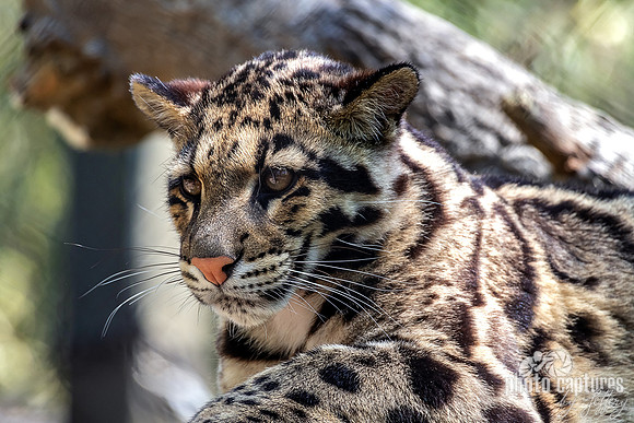 Head and Shoulders Clouded Leopard Cub