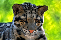 Little One Clouded Leopard Cub