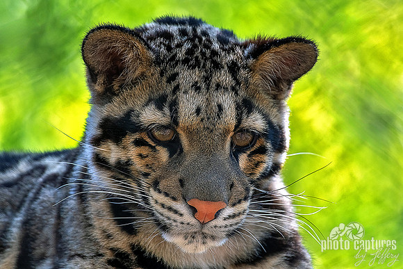 Little One Clouded Leopard Cub