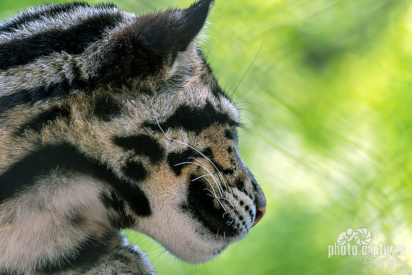 Neofelis nebulosa Clouded Leopard Side Profile