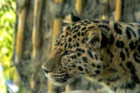 Panthera pardus orientalis