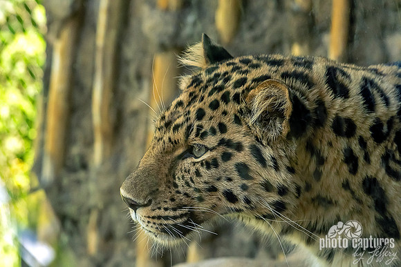 Panthera pardus orientalis