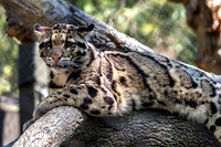 Perched on Limb Clouded Leopard Cub