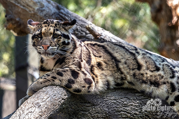 Perched on Limb Clouded Leopard Cub