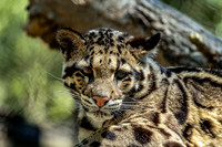 Sly Clouded Leopard Cub