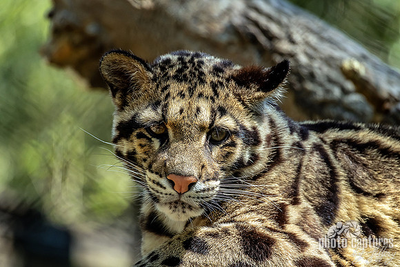 Sly Clouded Leopard Cub