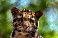 With A Smile Clouded Leopard