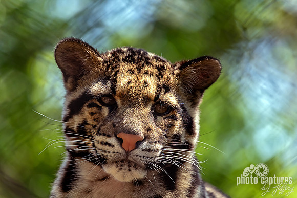 With A Smile Clouded Leopard