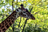Elegant Side View Masai Giraffe