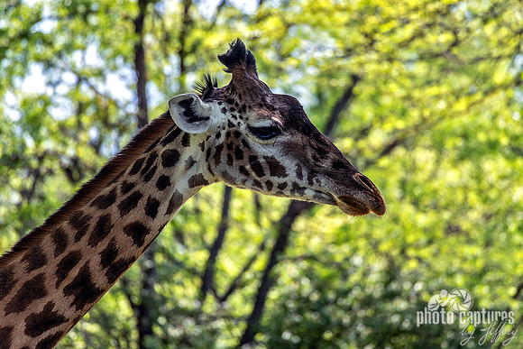 Elegant Side View Masai Giraffe