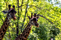 Two Masai Giraffes Viewing Forward
