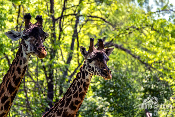 Two Masai Giraffes Viewing Forward