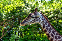 Early Spring Masai Giraffe Left Side View