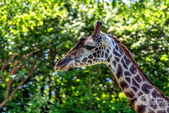 Early Spring Masai Giraffe Left Side View
