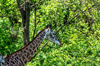 Early Spring Masai Giraffe Right Side View