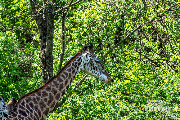 Early Spring Masai Giraffe Right Side View