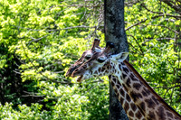 Early Spring Masai Giraffes Side Views