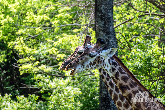 Early Spring Masai Giraffes Side Views