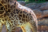 Lower View of Masai Giraffe