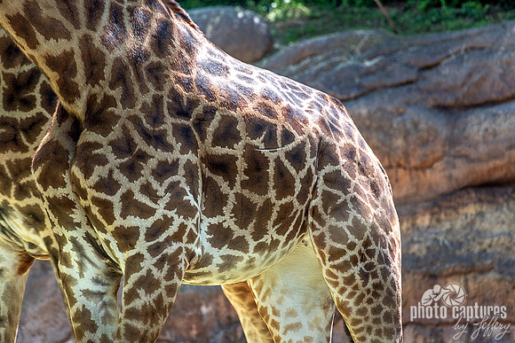 Lower View of Masai Giraffe