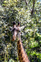 Masai Giraffe Facing Forward With Smile Portrait