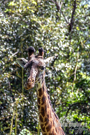 Masai Giraffe Facing Forward With Smile Portrait