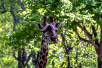 Masai Giraffe Facing Forward Happy