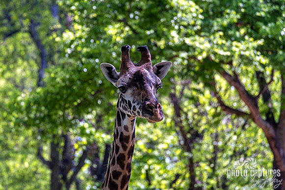 Masai Giraffe Facing Forward Happy